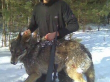 wolf hunting in estonia2