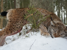 lynx in estonia