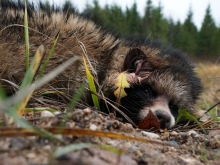 racoondog