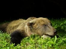 bear hunting in estonia5