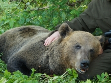 bear hunting in estonia1