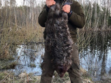 beaver hunting in estonia