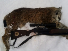 lynx hunting in estonia4